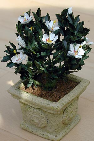 Hibiscus Shrub